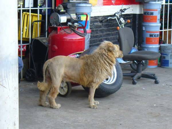 Mexican Lion dog 2.jpg